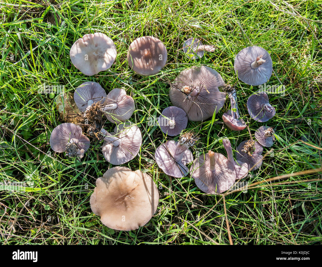 Lepista nuda hi-res stock photography and images - Alamy