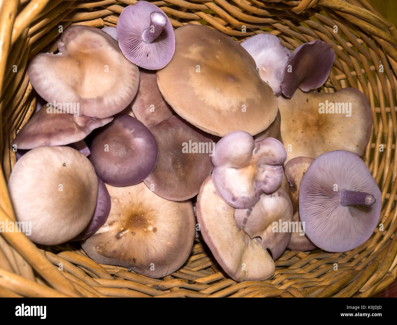 O azul hi-res stock photography and images - Alamy