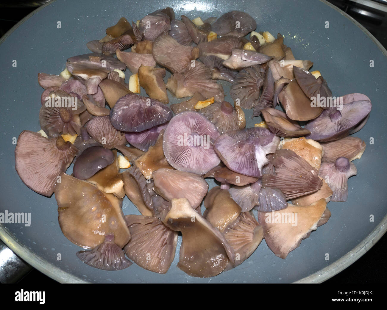 Lepista nuda o pie azul. A la plancha. Rivas Vaciamadrid. Madrid ...