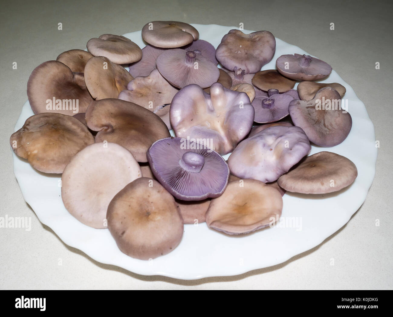 Hongo azul hi-res stock photography and images - Alamy