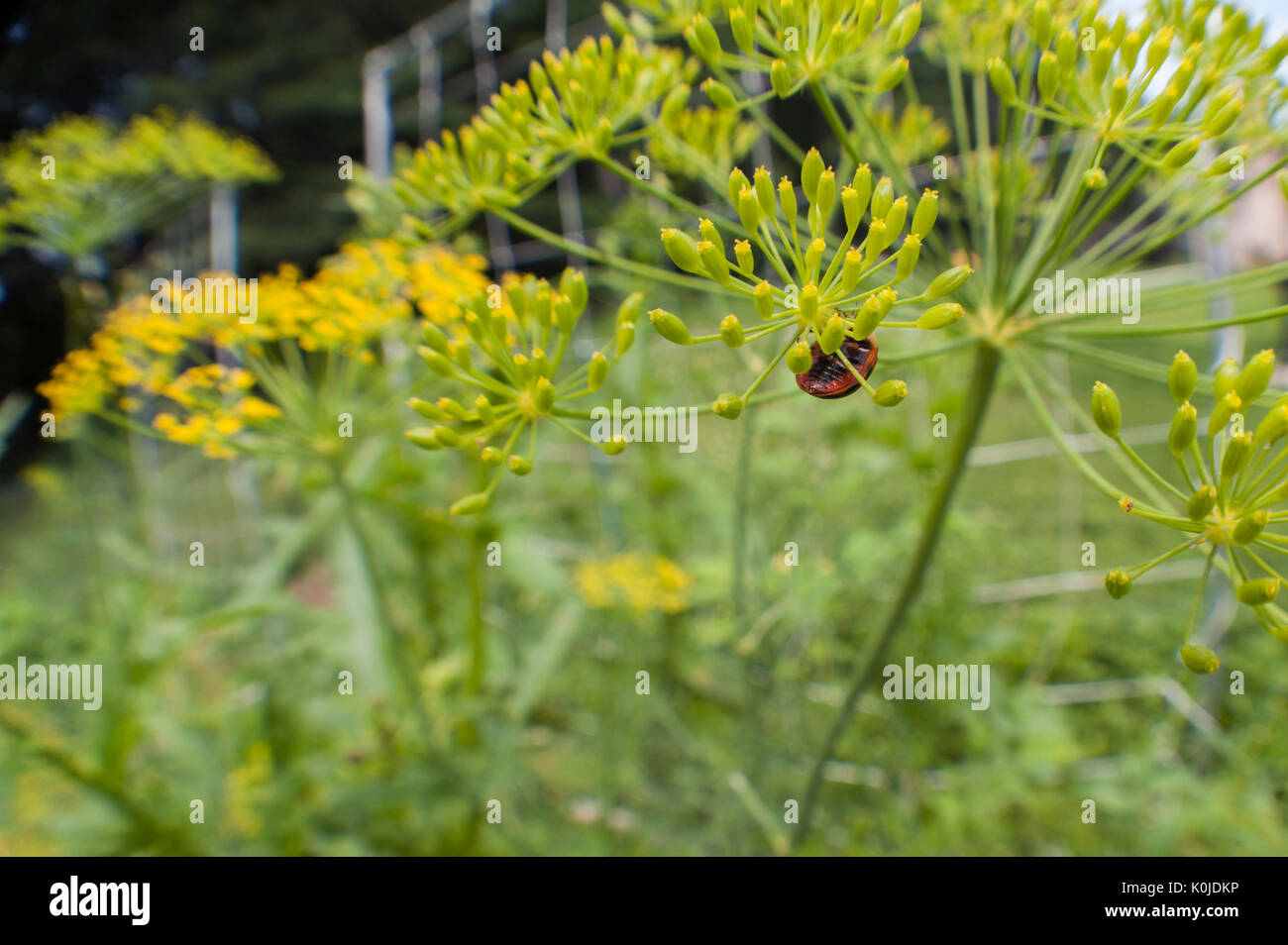 Ladybug on Dill Flower Head Stock Photo Alamy