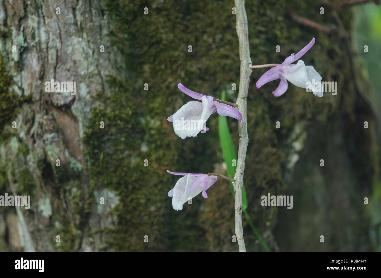 Dendrobium primulinum Rare species wild orchids in forest of Thailand Stock Photo
