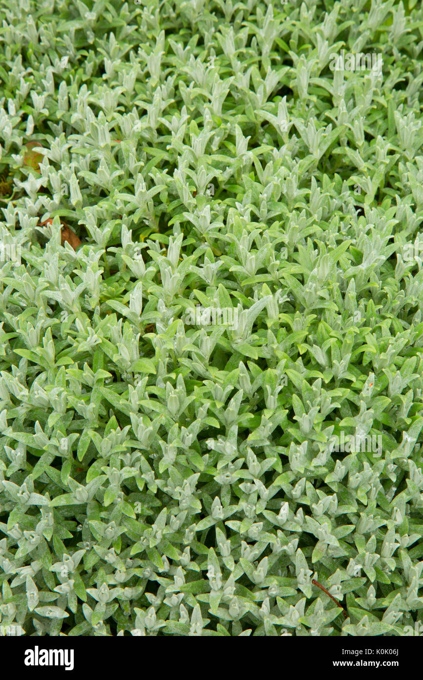 Snow in Summer (Cerastium tomentosum), Oregon Garden, Silverton, Oregon Stock Photo