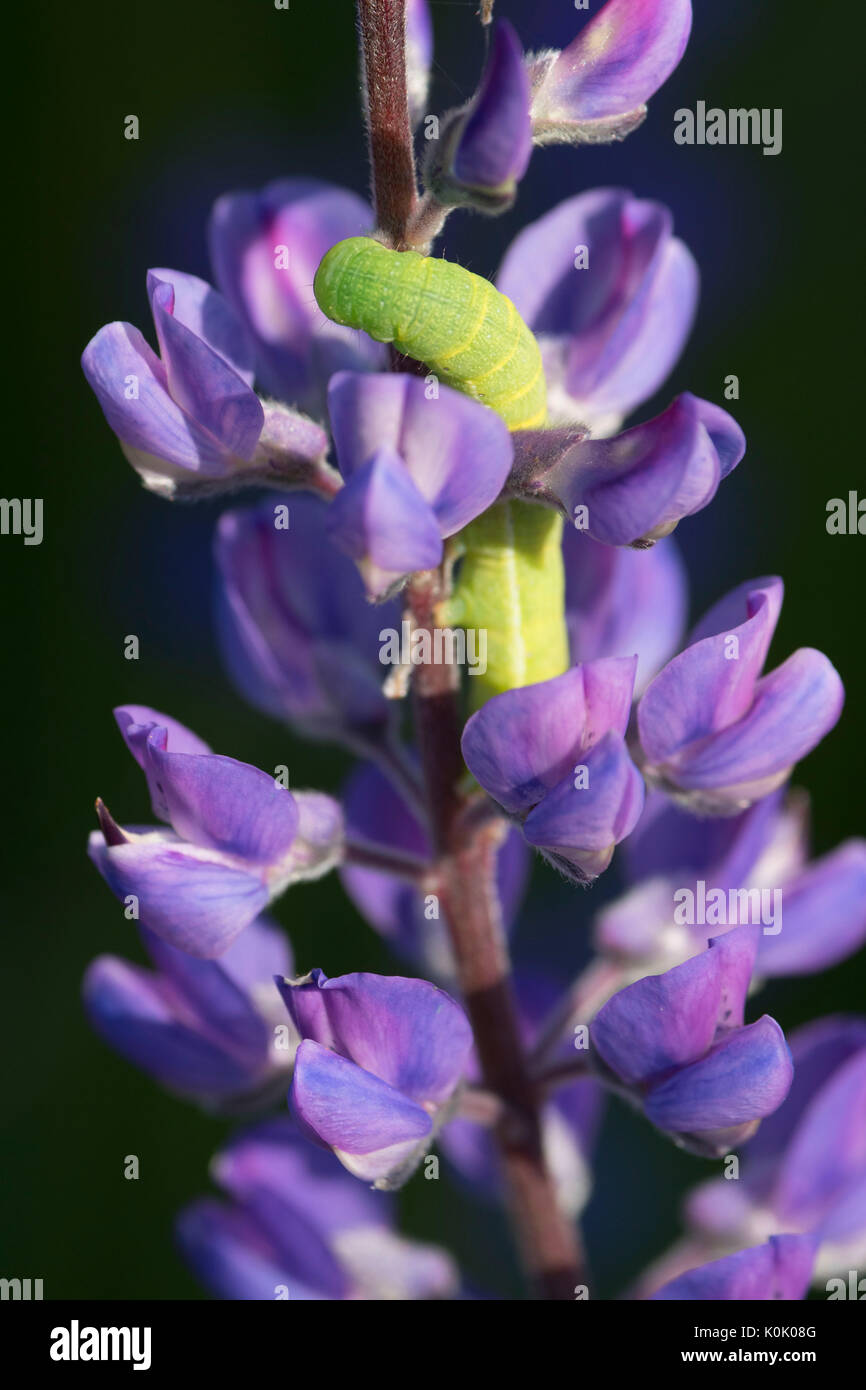 Kincaid's lupine with caterpillar along Rich Guadagno Memorial Trail, Baskett Slough National Wildlife Refuge, Oregon Stock Photo