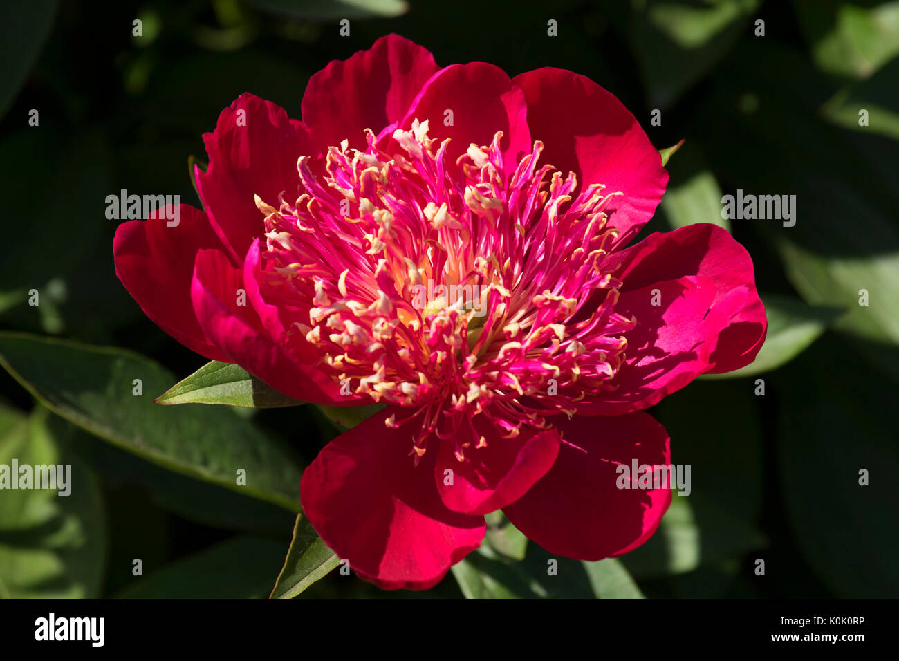 Ada Niva peony, Adelman Peony Garden, Brooks, Oregon Stock Photo - Alamy