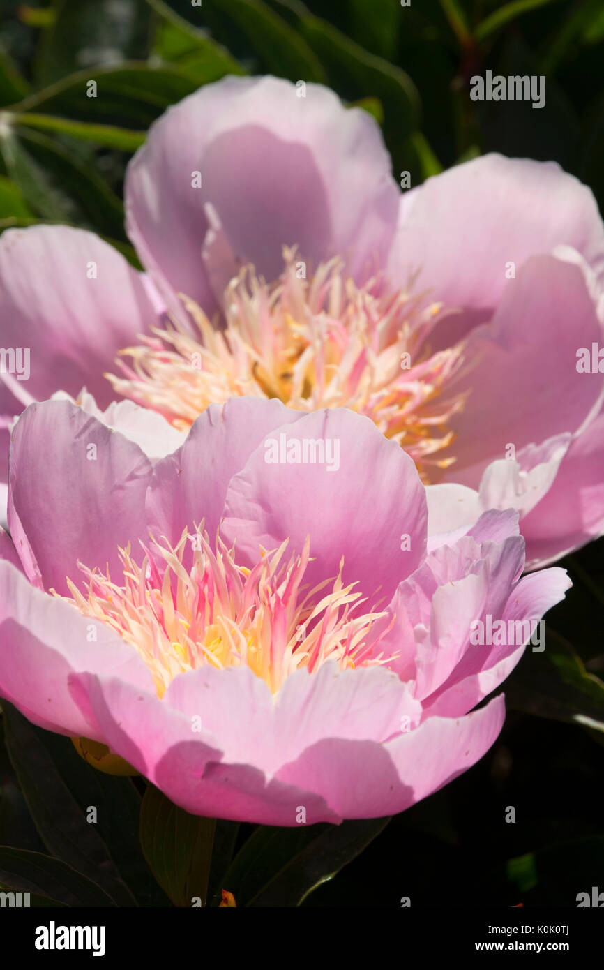 Do Tell peony, Adelman Peony Garden, Brooks, Oregon Stock Photo Alamy
