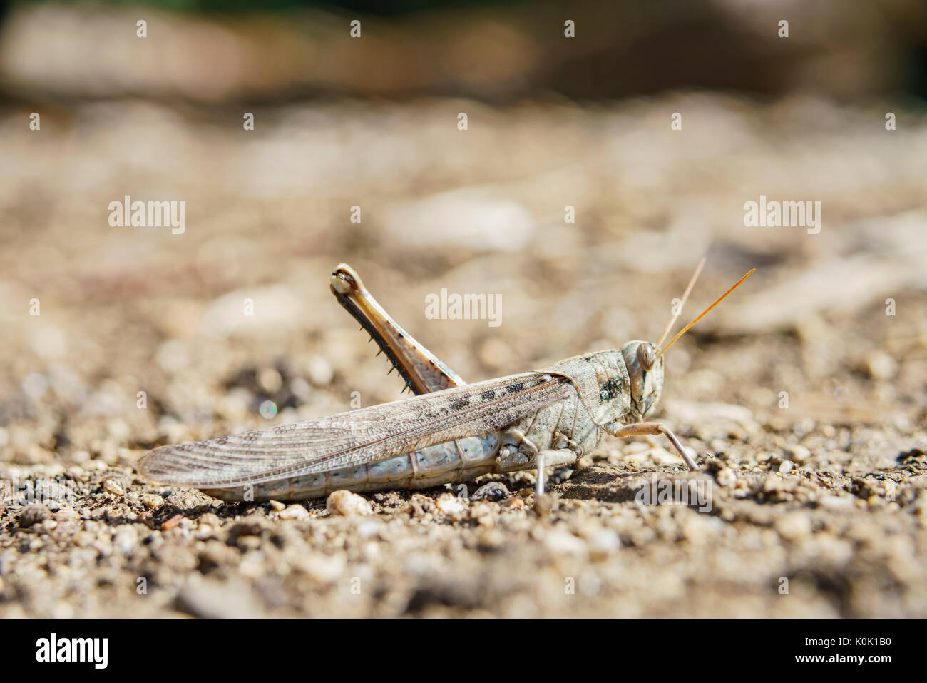 One legged brown grasshopper sitting on the ground, photo took at Los Angeles County Arboretum & Botanic Garden Stock Photo