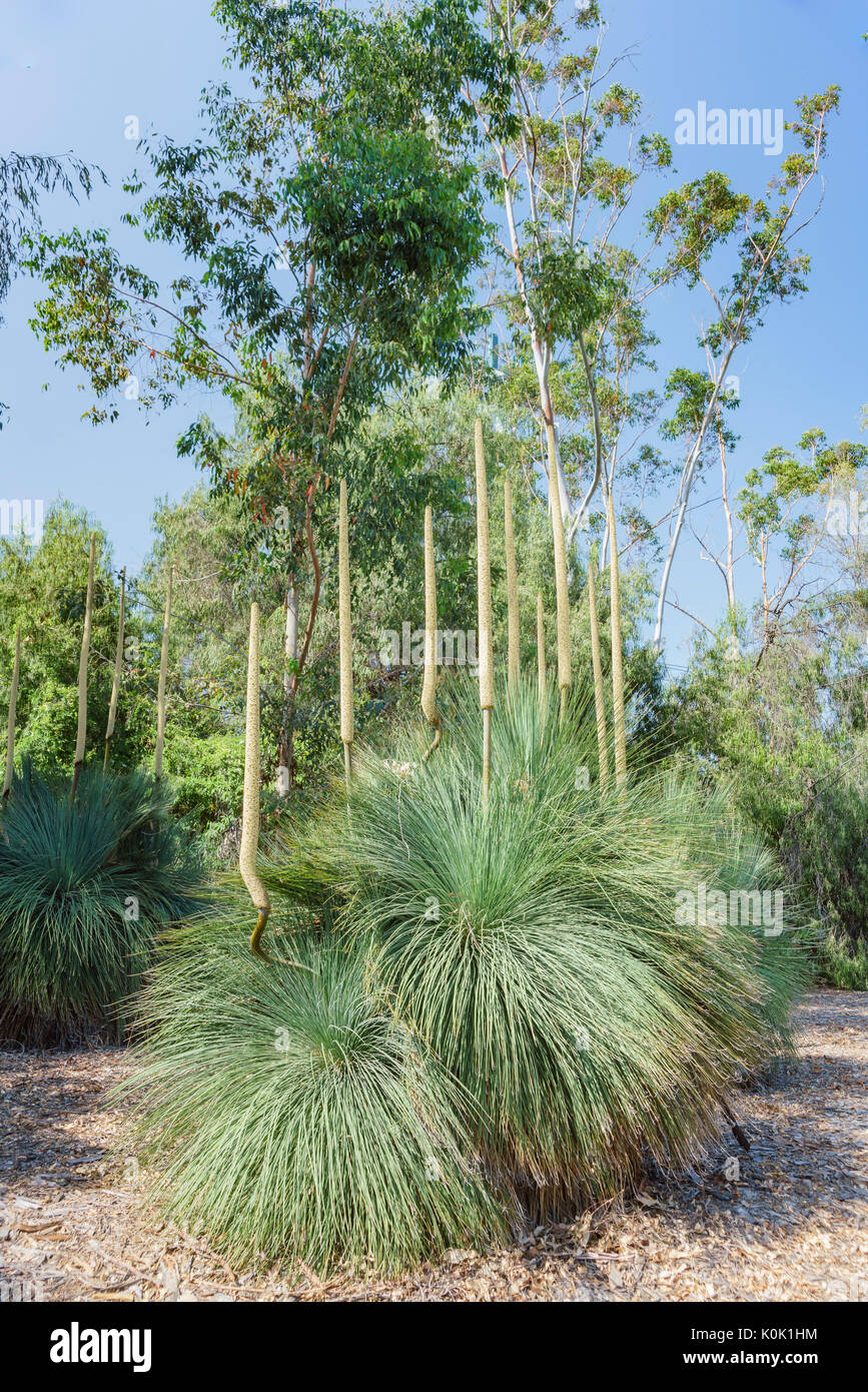 Tall plants on afternoon at Los Angeles County Arboretum & Botanic