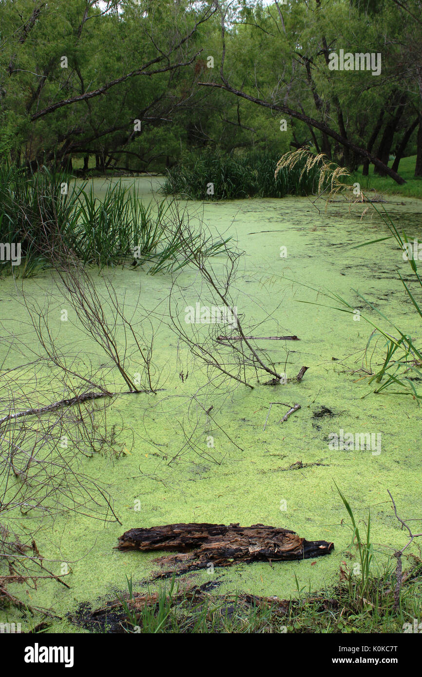 Swamp at Park in Refugio Texas Stock Photo Alamy