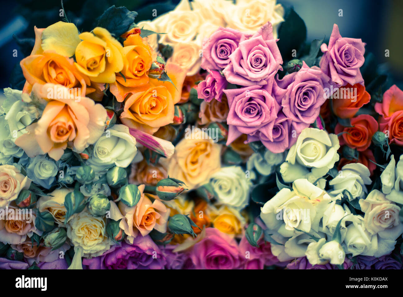 Rainbow of fresh cut roses Stock Photo Alamy