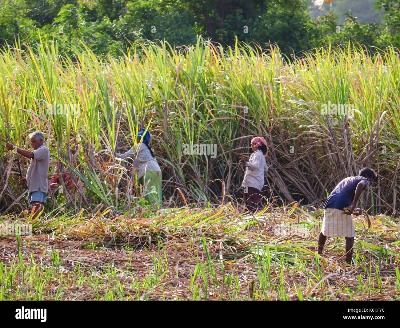 Indian farmers working in sugarcane field early in the morning near Hampi, Karnataka, India on 17 August,2016 Stock Photo