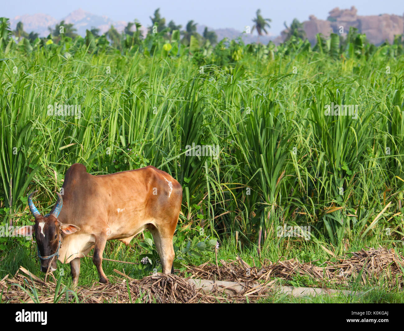 Ox animal in a sugarcane field with beautiful countryside farm land and blue sky Stock Photo