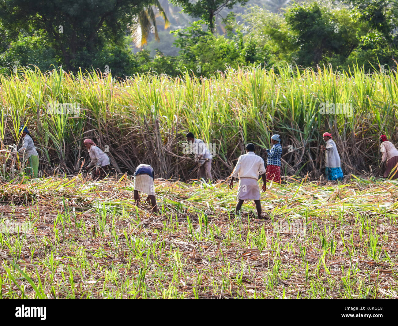 Indian farmer working in field hi-res stock photography and images - Alamy