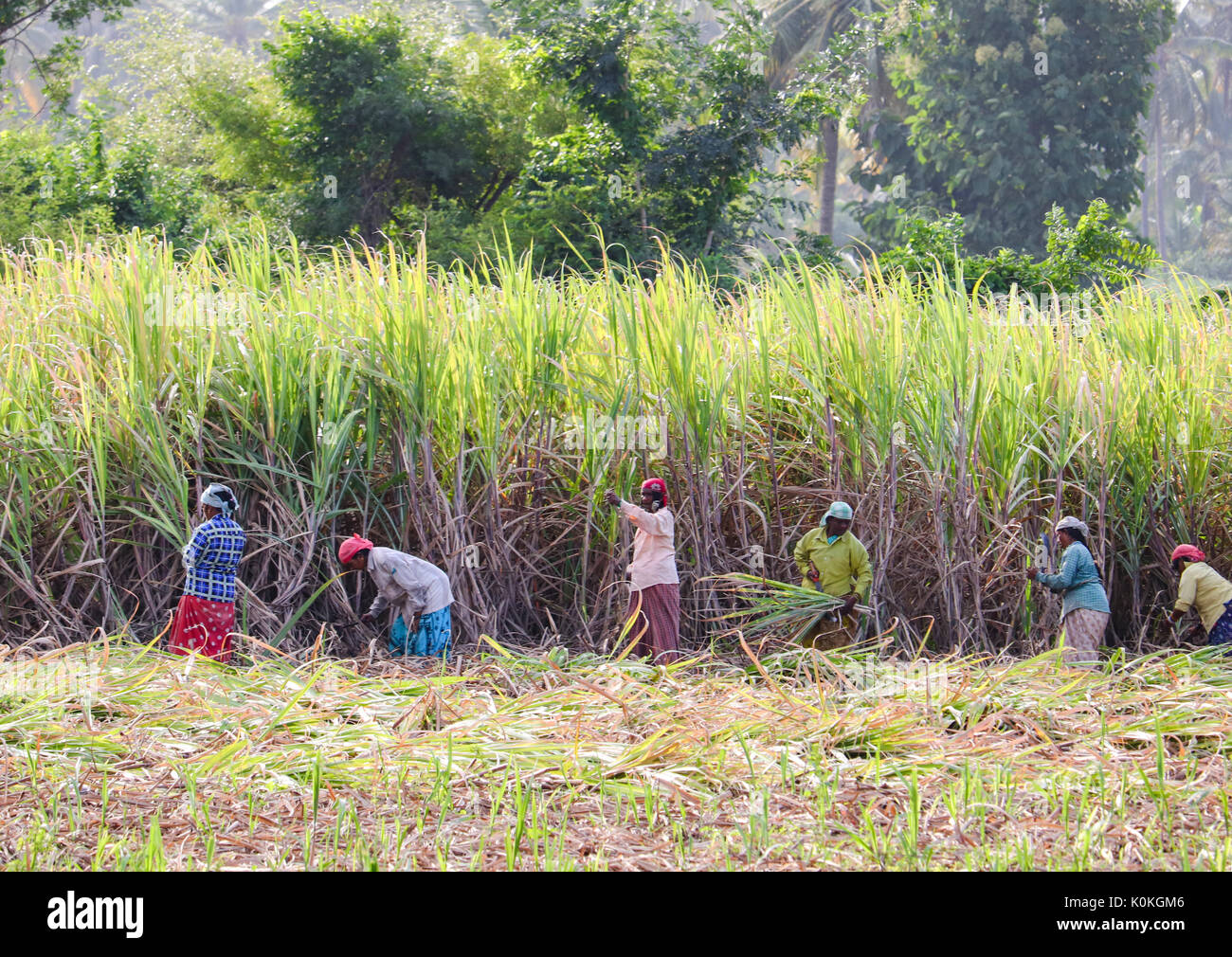 Indian farmers working in sugarcane field early in the morning near Hampi, Karnataka, India on 17 August,2016 Stock Photo