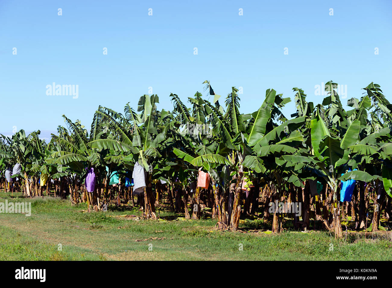Queensland banana farm hires stock photography and images Alamy
