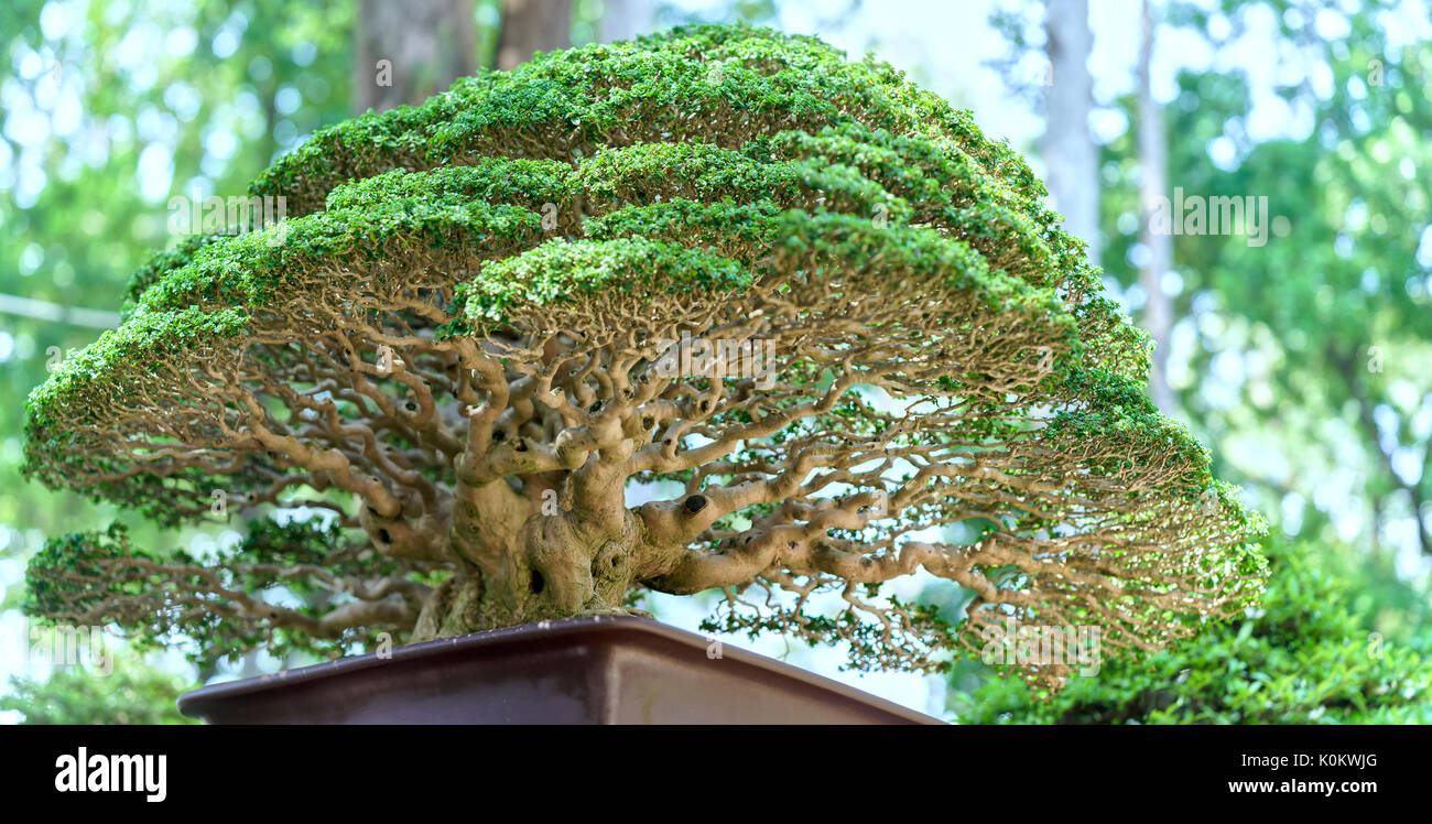 Green bonsai tree in a pot plant in the shape of the stem is shaped