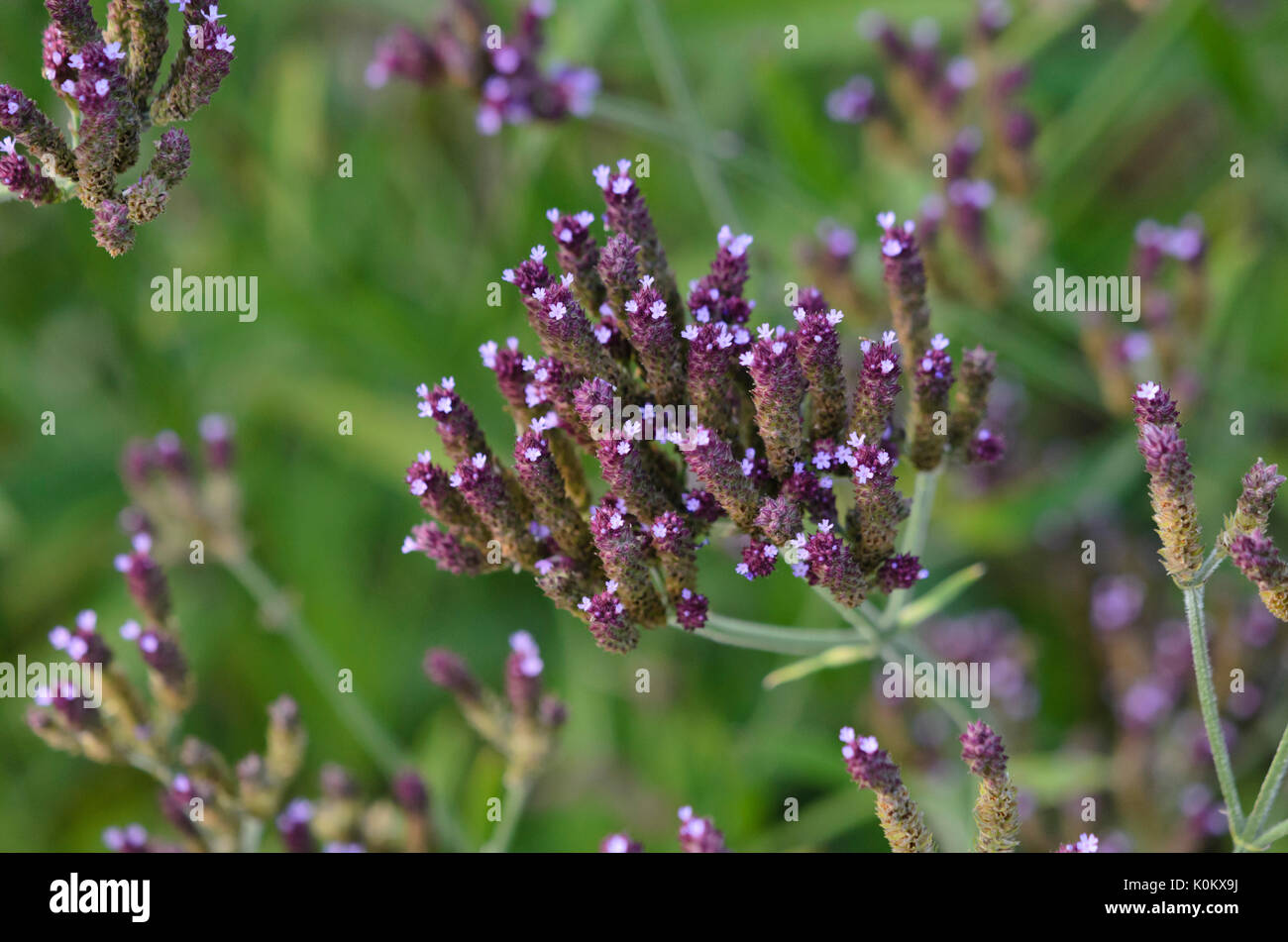 Common vervain (Verbena officinalis Stock Photo Alamy