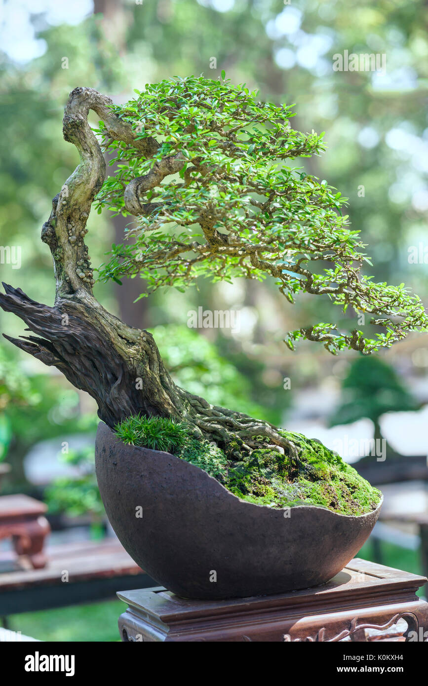 Green bonsai tree in a pot plant in the shape of the stem is shaped