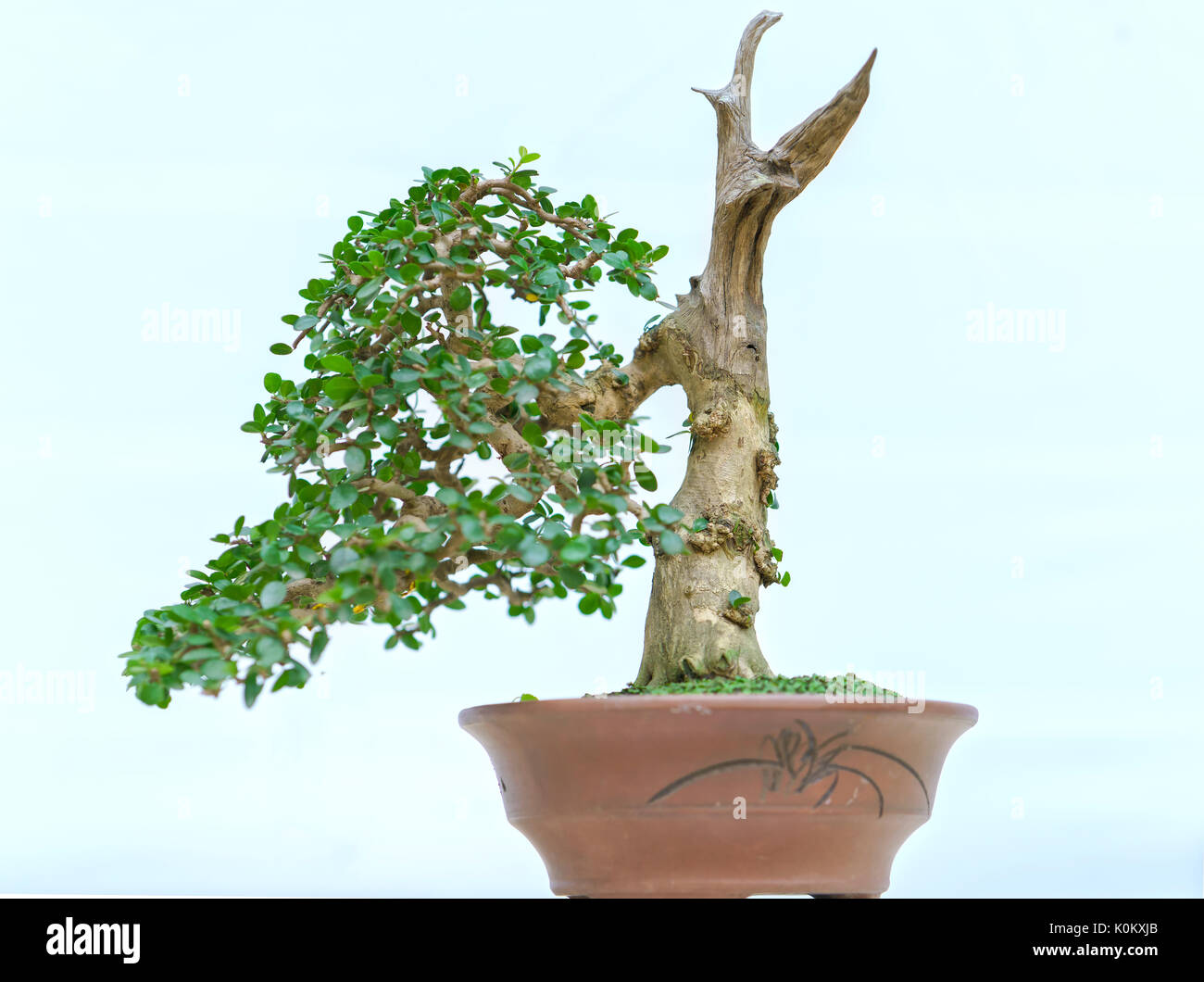Green bonsai tree in a pot plant in the shape of the stem is shaped
