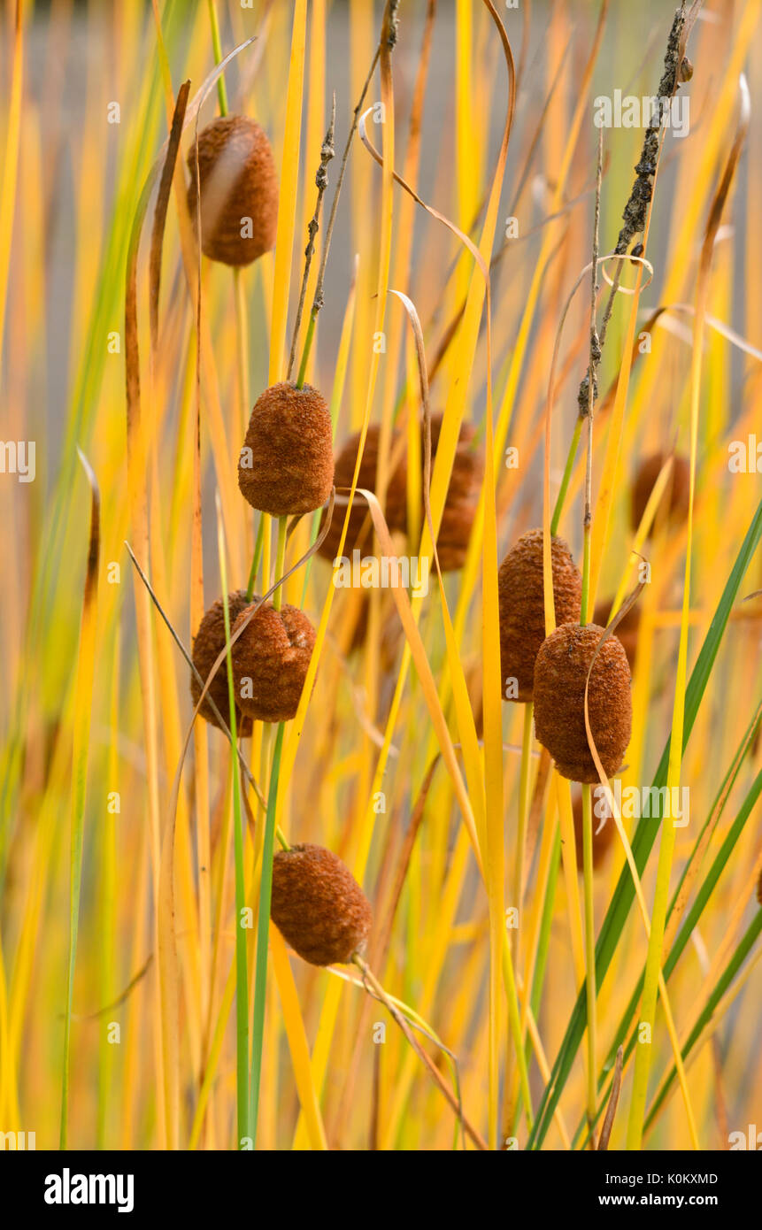 Graceful cattail (Typha laxmannii) Stock Photo