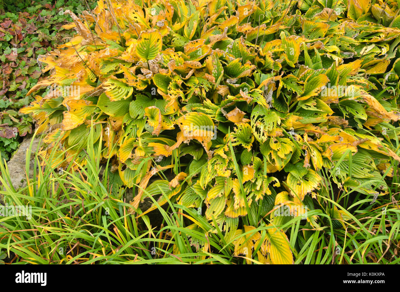 Plantain lily (Hosta) with feeding traces Stock Photo