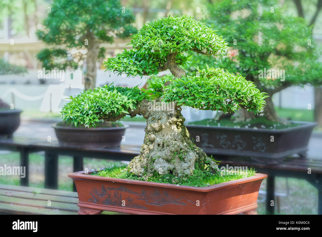 Green bonsai tree in a pot plant in the shape of the stem is shaped