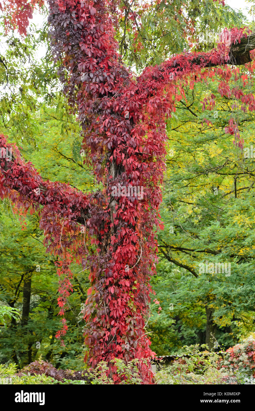 Virginia creeper (Parthenocissus quinquefolia) Stock Photo