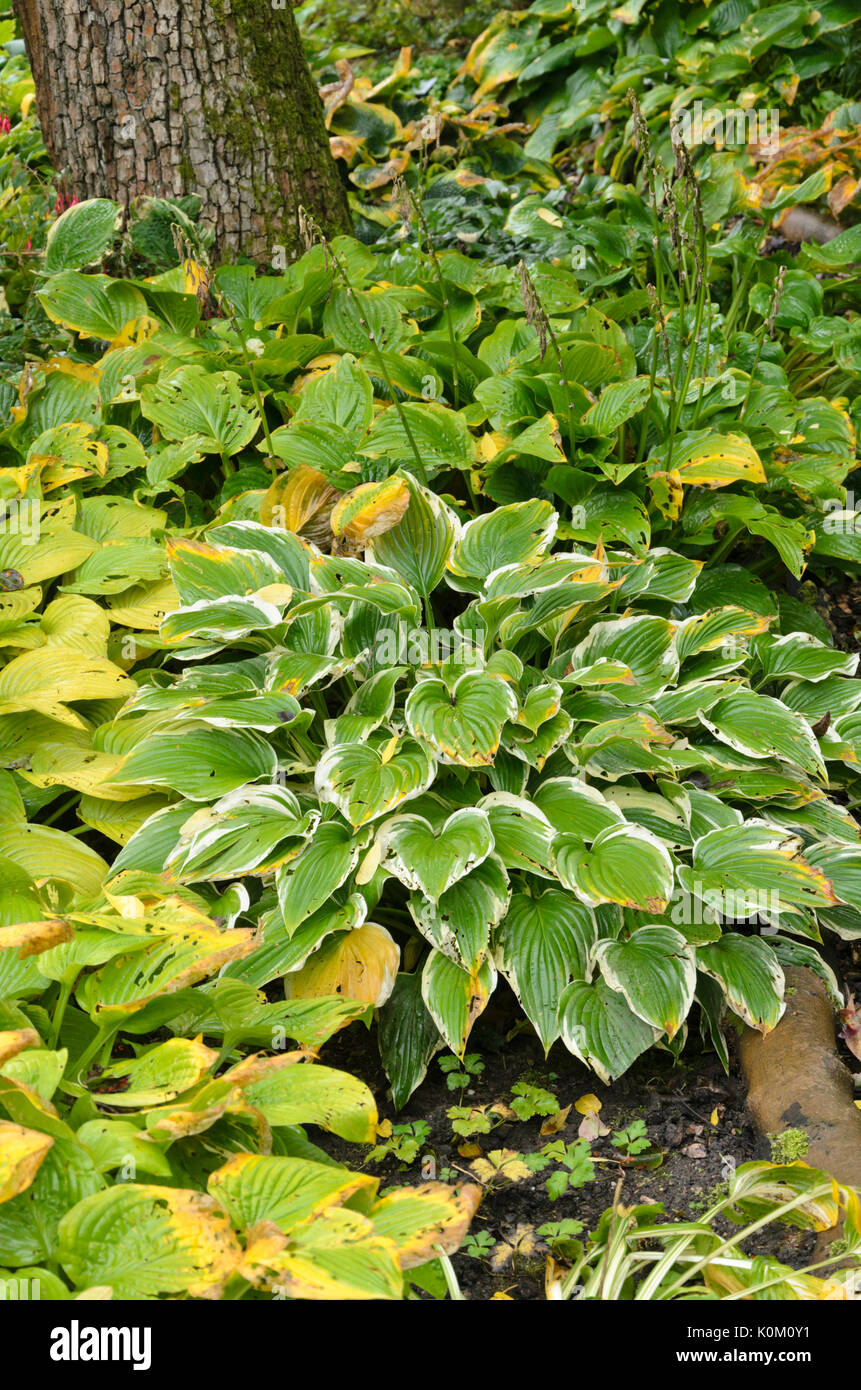 Plantain lily (Hosta) Stock Photo