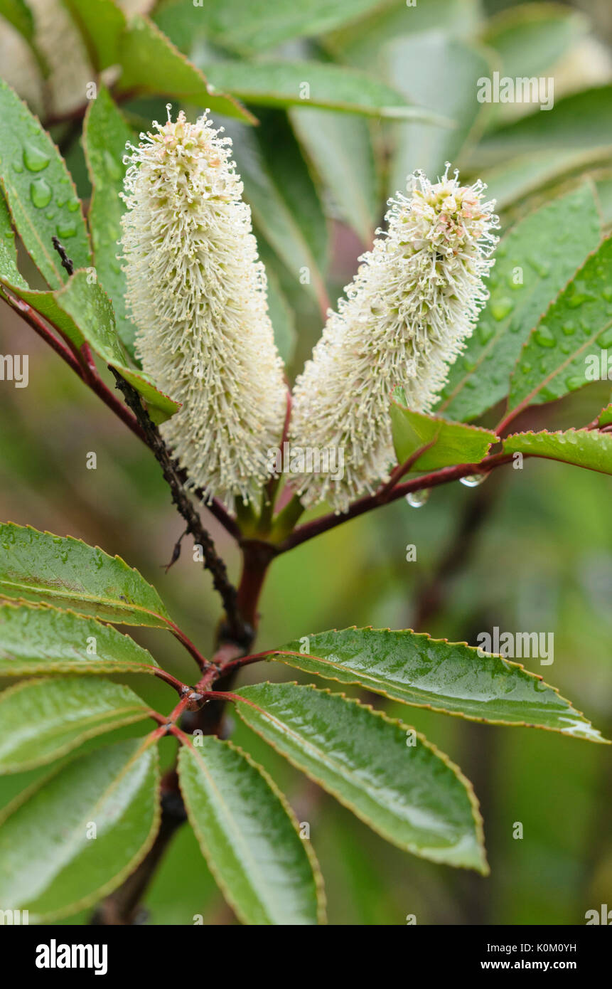 Butterspoon tree cunonia capensis hi-res stock photography and images ...