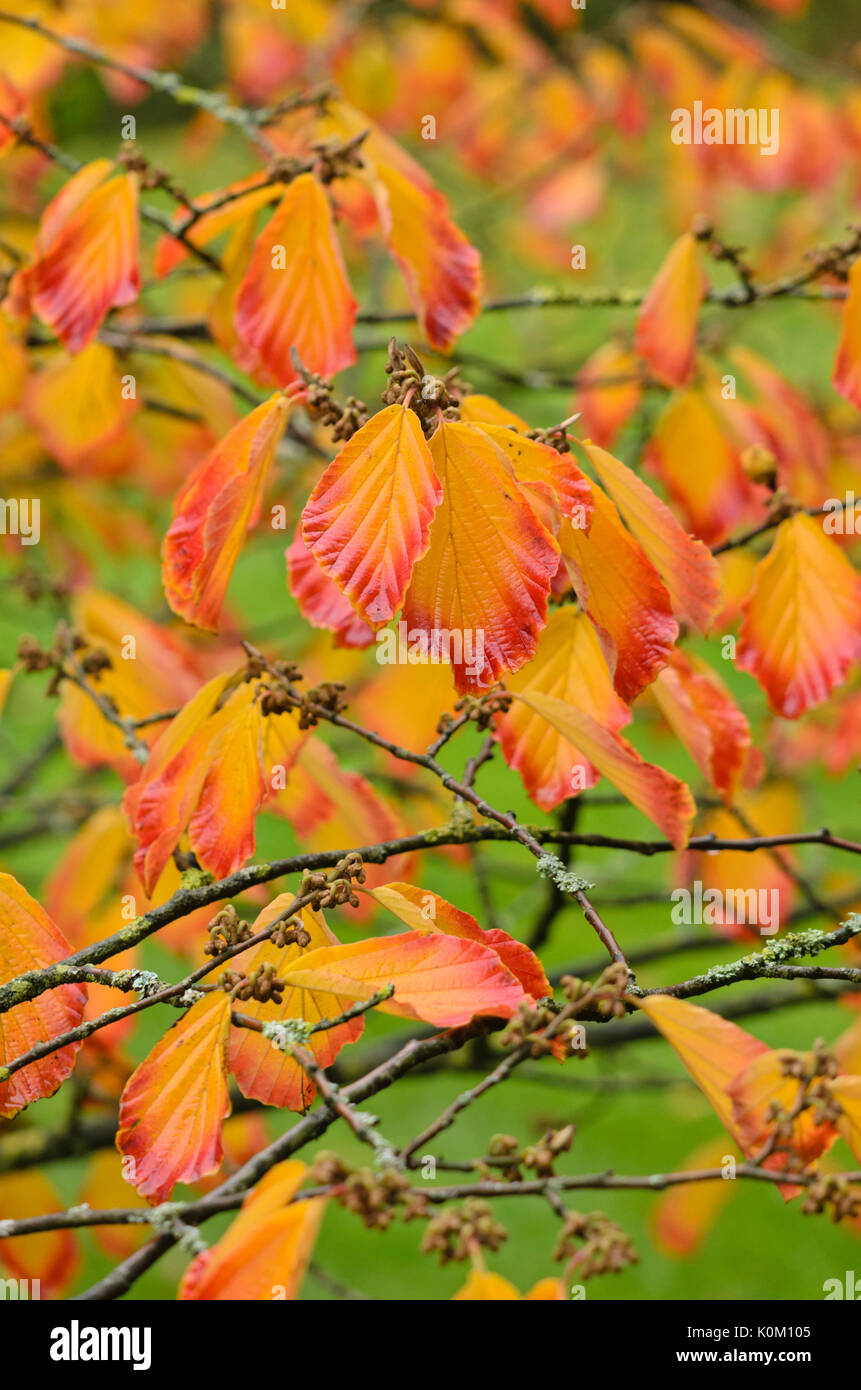 Chinese witch hazel (Hamamelis mollis Stock Photo Alamy