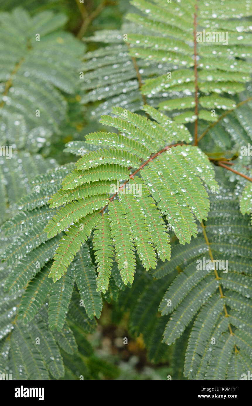 Silk tree (Albizia julibrissin) Stock Photo