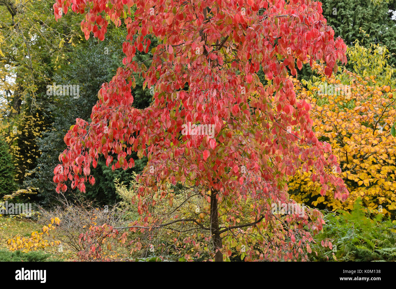 Eastern flowering dogwood (Cornus florida 'Eddie's White Wonder') Stock Photo