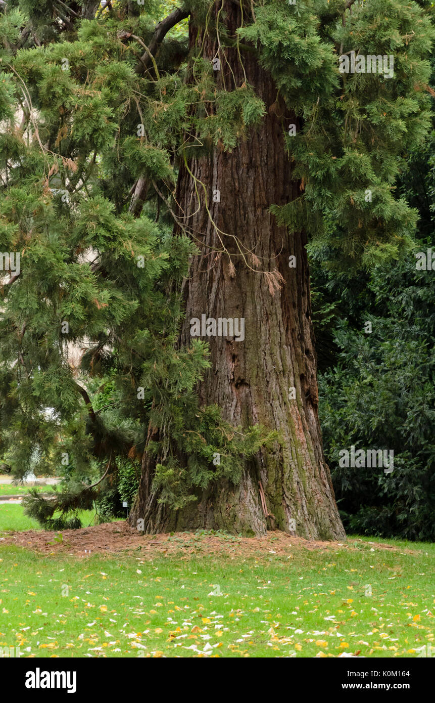 Giant sequoia (Sequoiadendron giganteum) Stock Photo