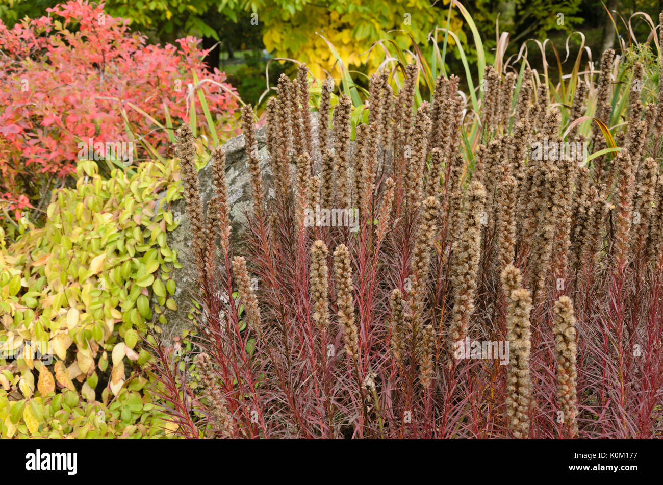 Dense blazing star (Liatris spicata) Stock Photo