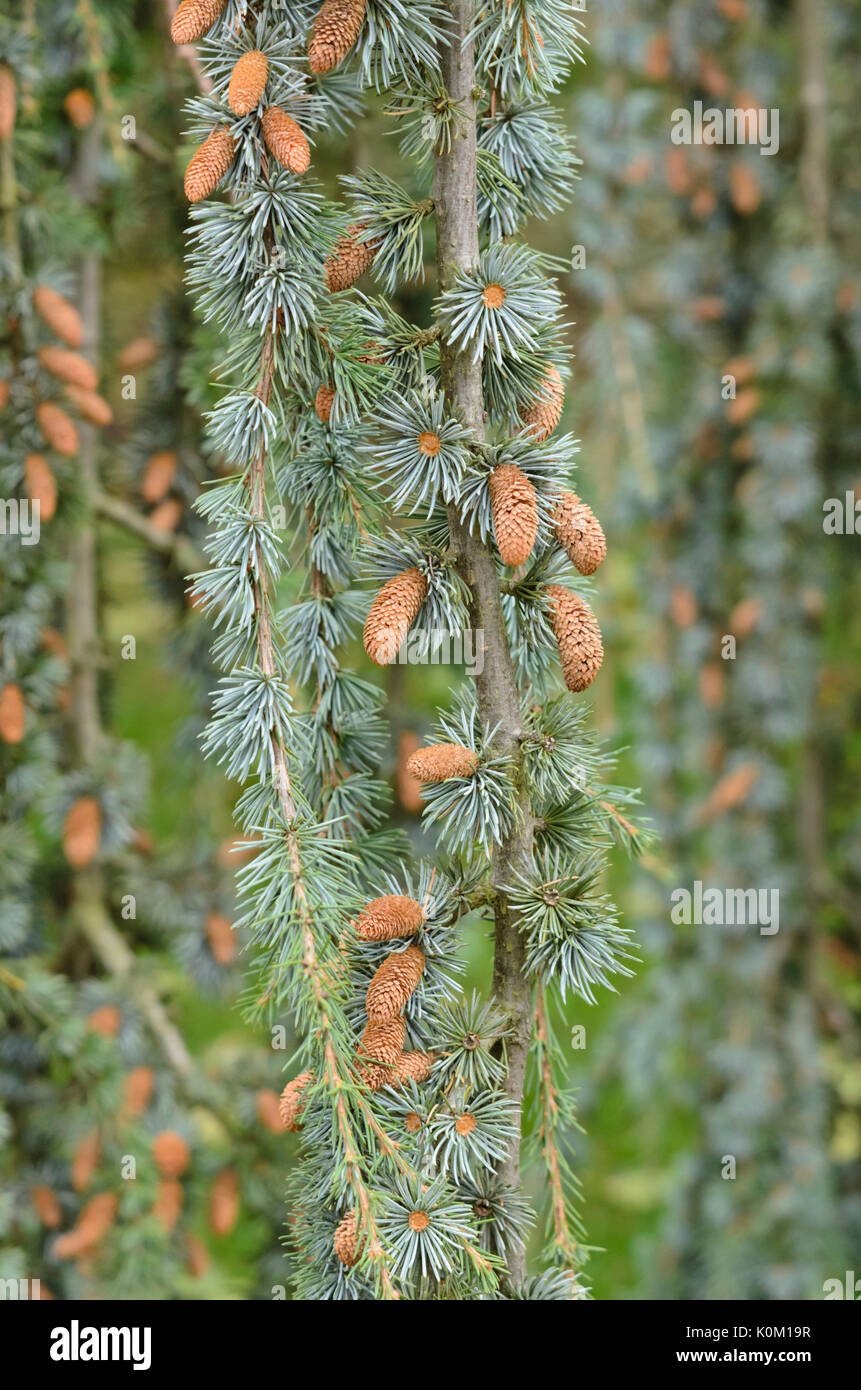 Atlas cedar (Cedrus atlantica 'Glauca Pendula') Stock Photo