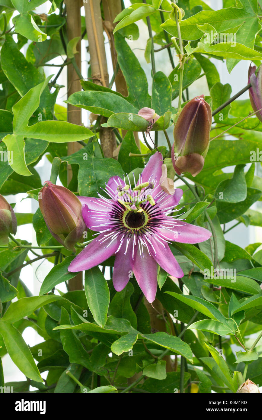 Passion flower (Passiflora x violacea) Stock Photo