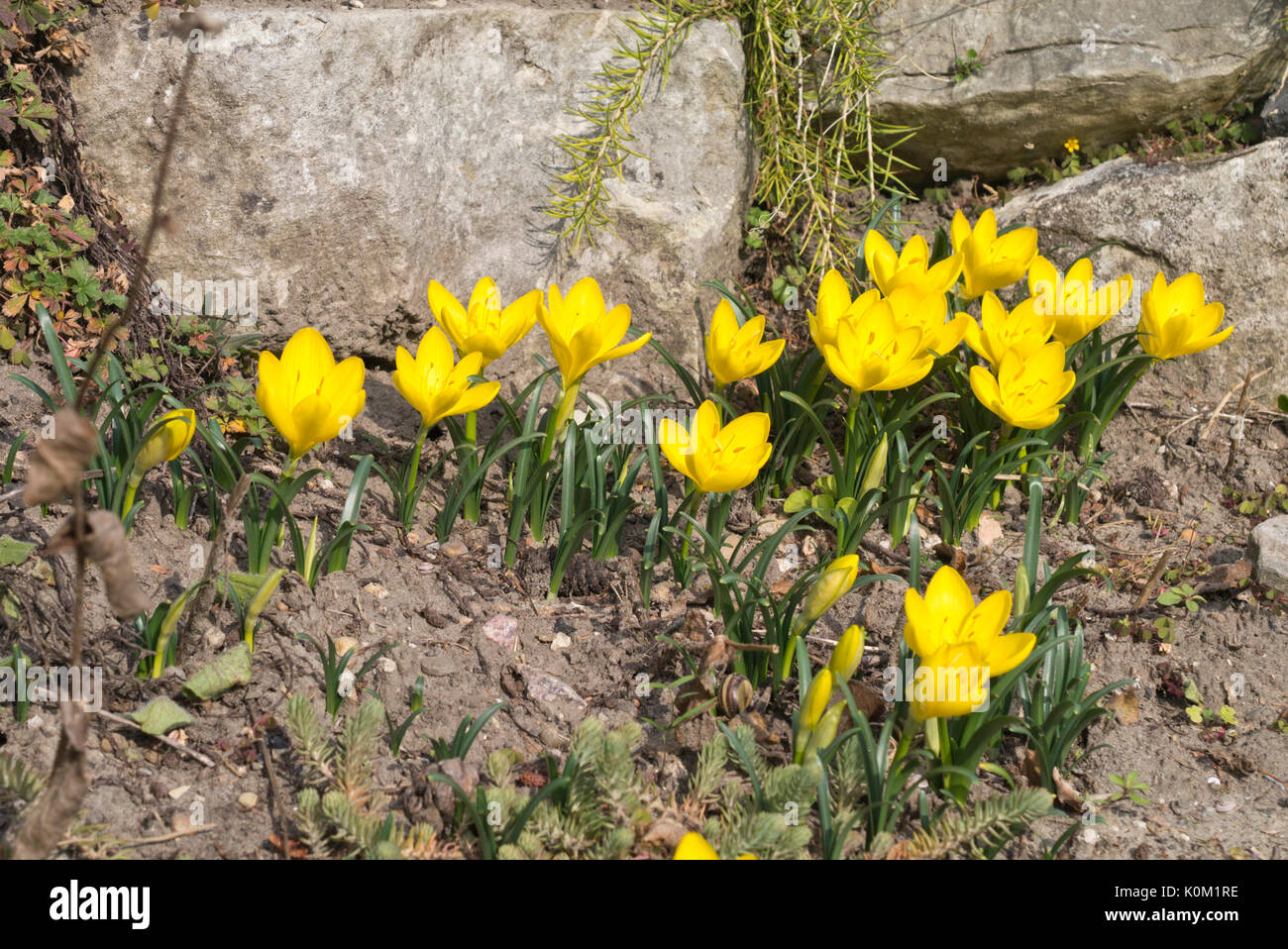 Autumn daffodil (Sternbergia lutea) Stock Photo