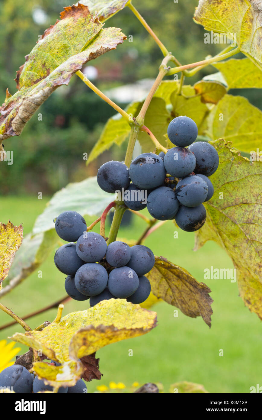 Grape vine (Vitis vinifera) Stock Photo