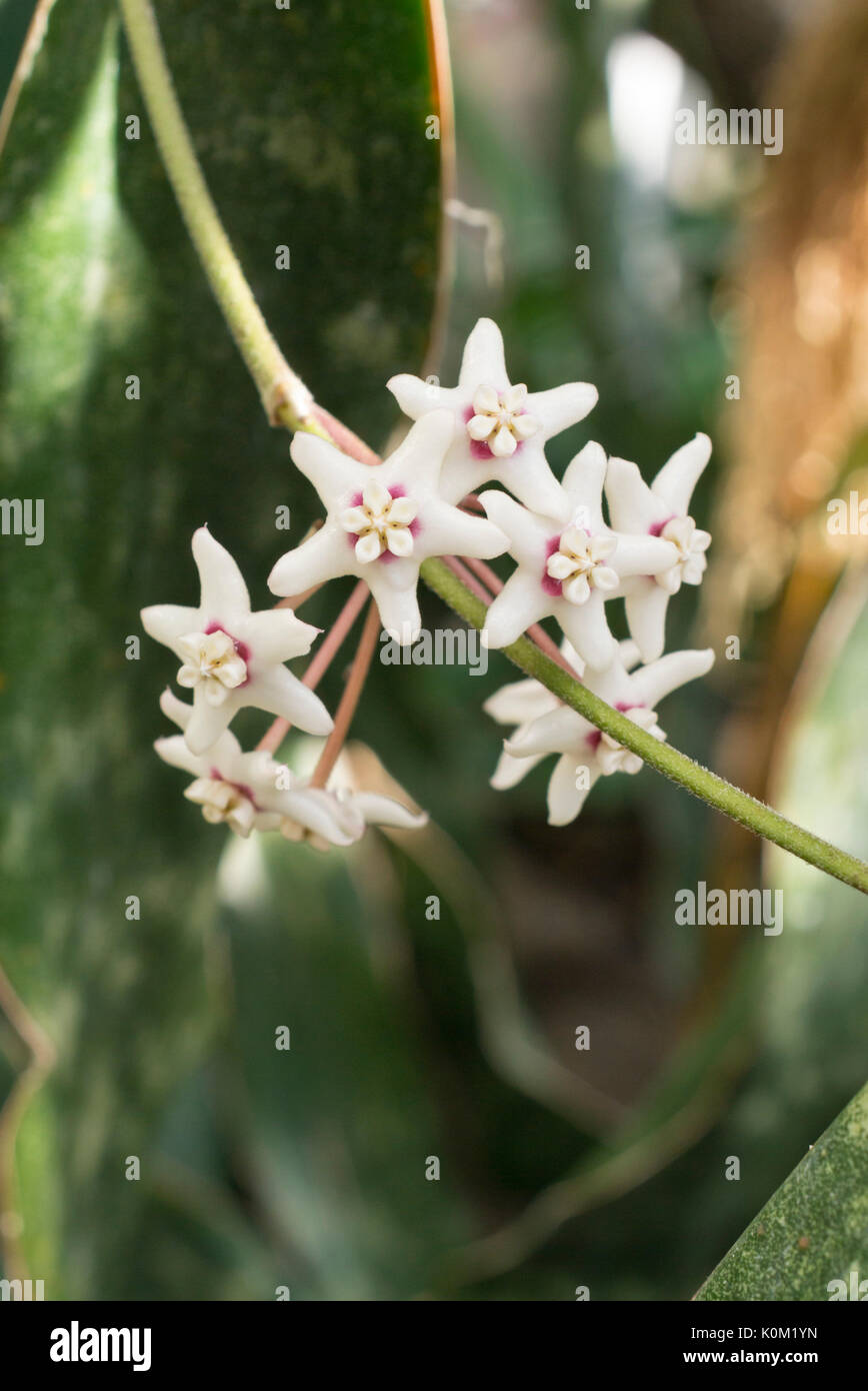 Wax plant (Hoya australis) Stock Photo