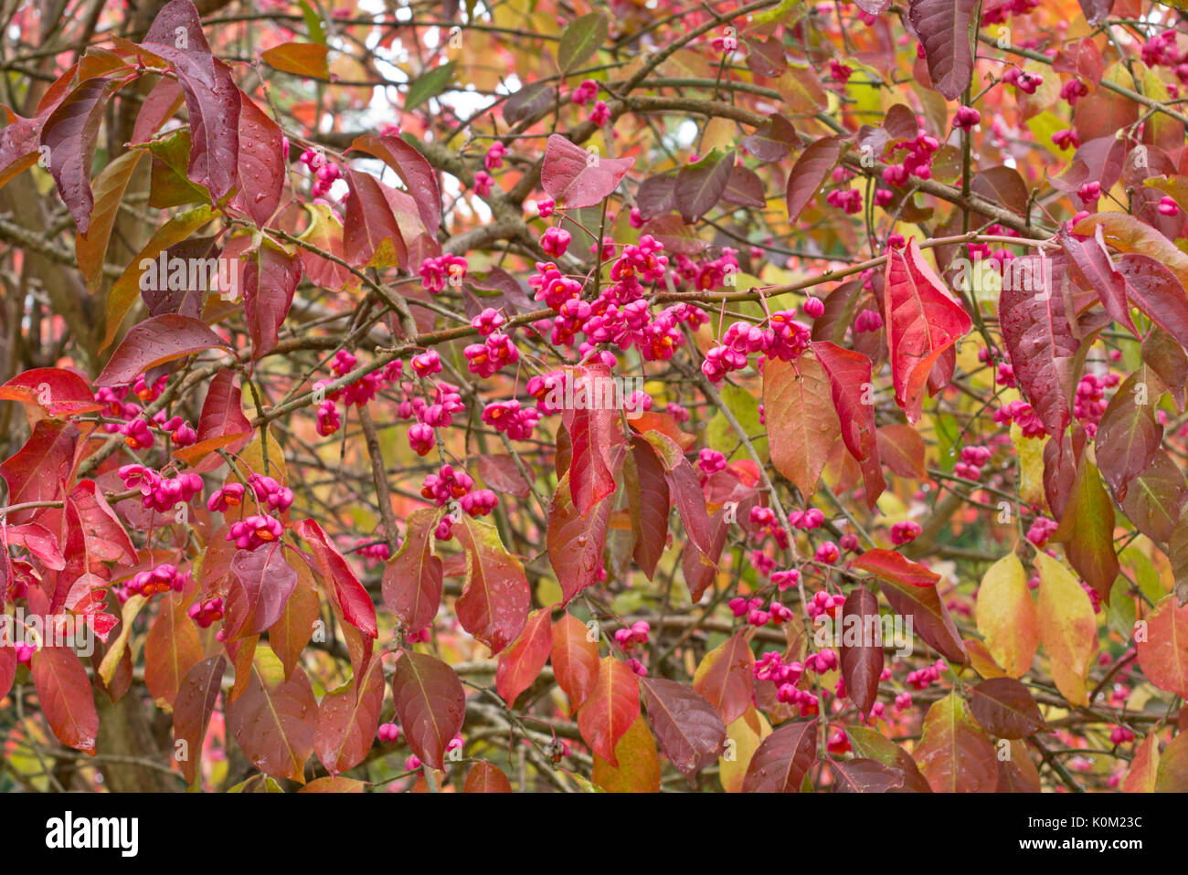 Spindle tree (Euonymus hamiltonianus) Stock Photo