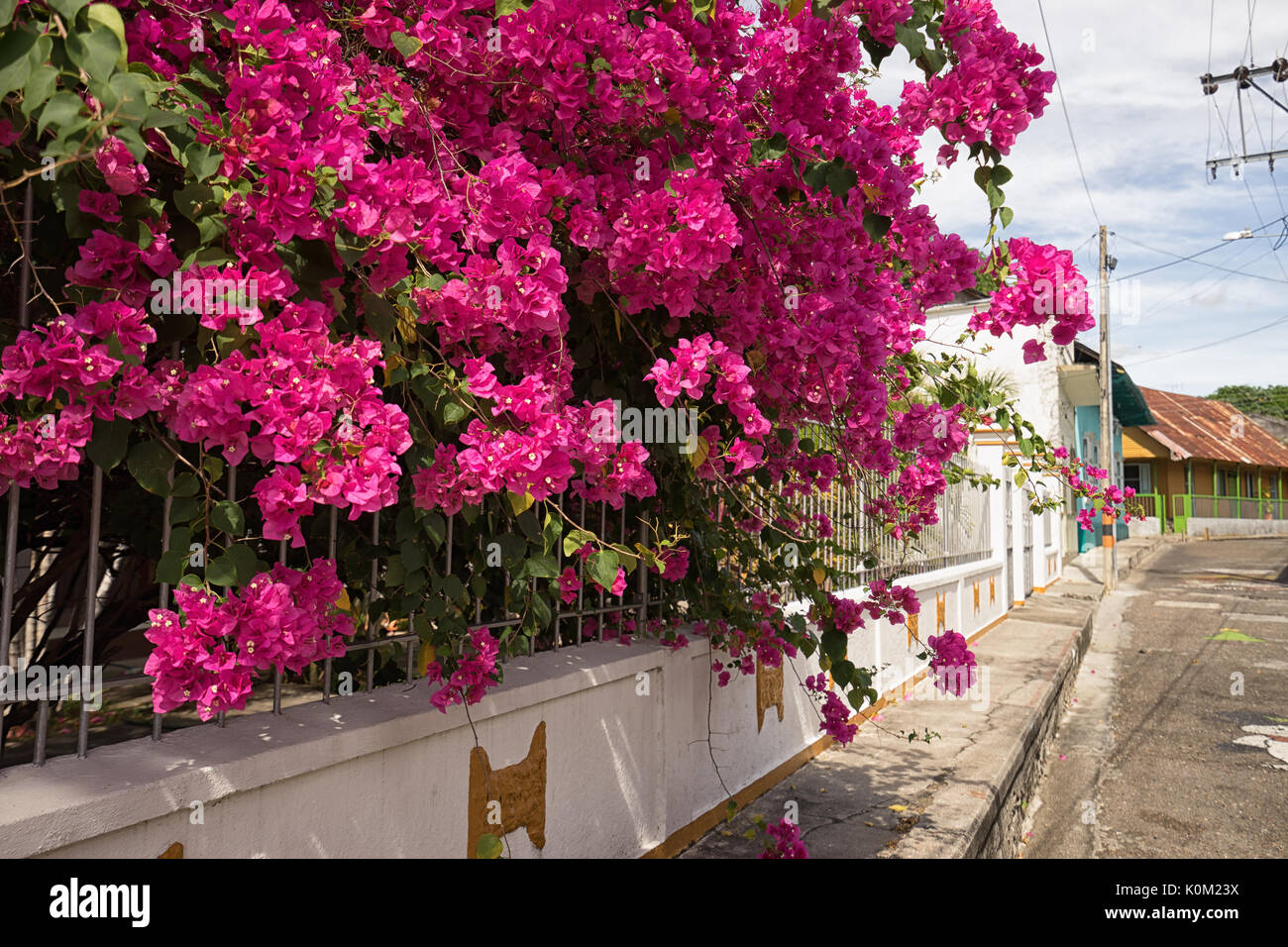 brightly coloured blooming bush on the street of Honda, Colombia Stock Photo
