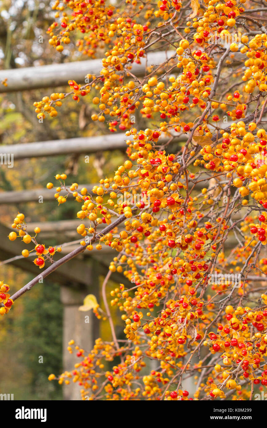 American bittersweet (Celastrus scandens Stock Photo Alamy