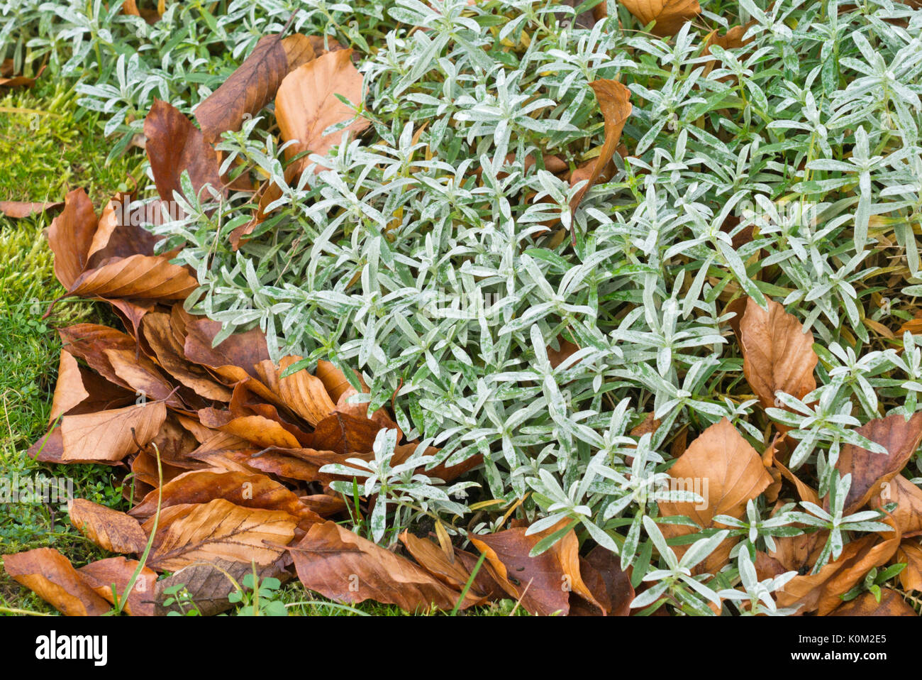 Snow-in-summer (Cerastium tomentosum) Stock Photo