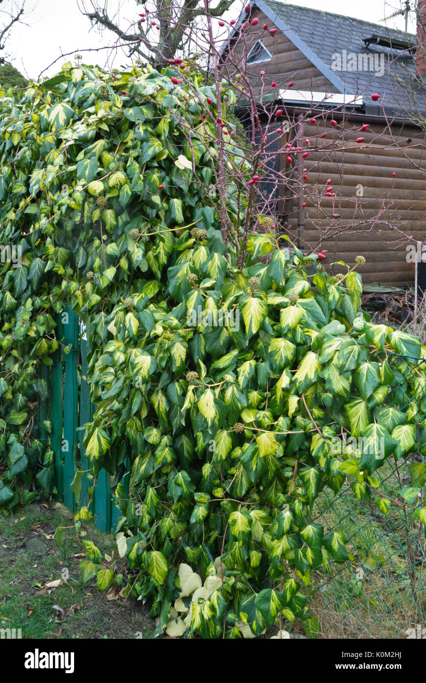 Persian ivy (Hedera colchica 'Sulphur Heart') Stock Photo