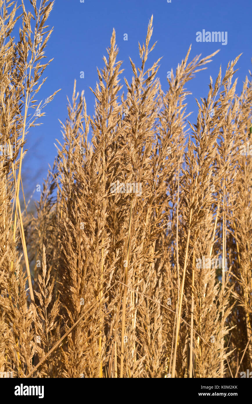 Feather reed grass (Calamagrostis arundinacea var. brachytricha syn. Achnatherum brachytricha) Stock Photo