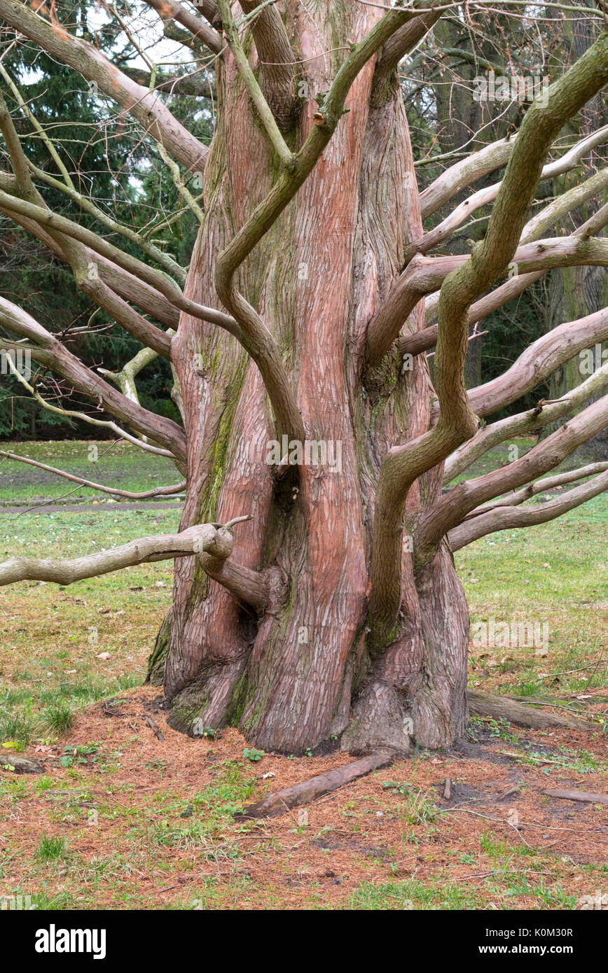Dawn redwood (Metasequoia glyptostroboides) Stock Photo