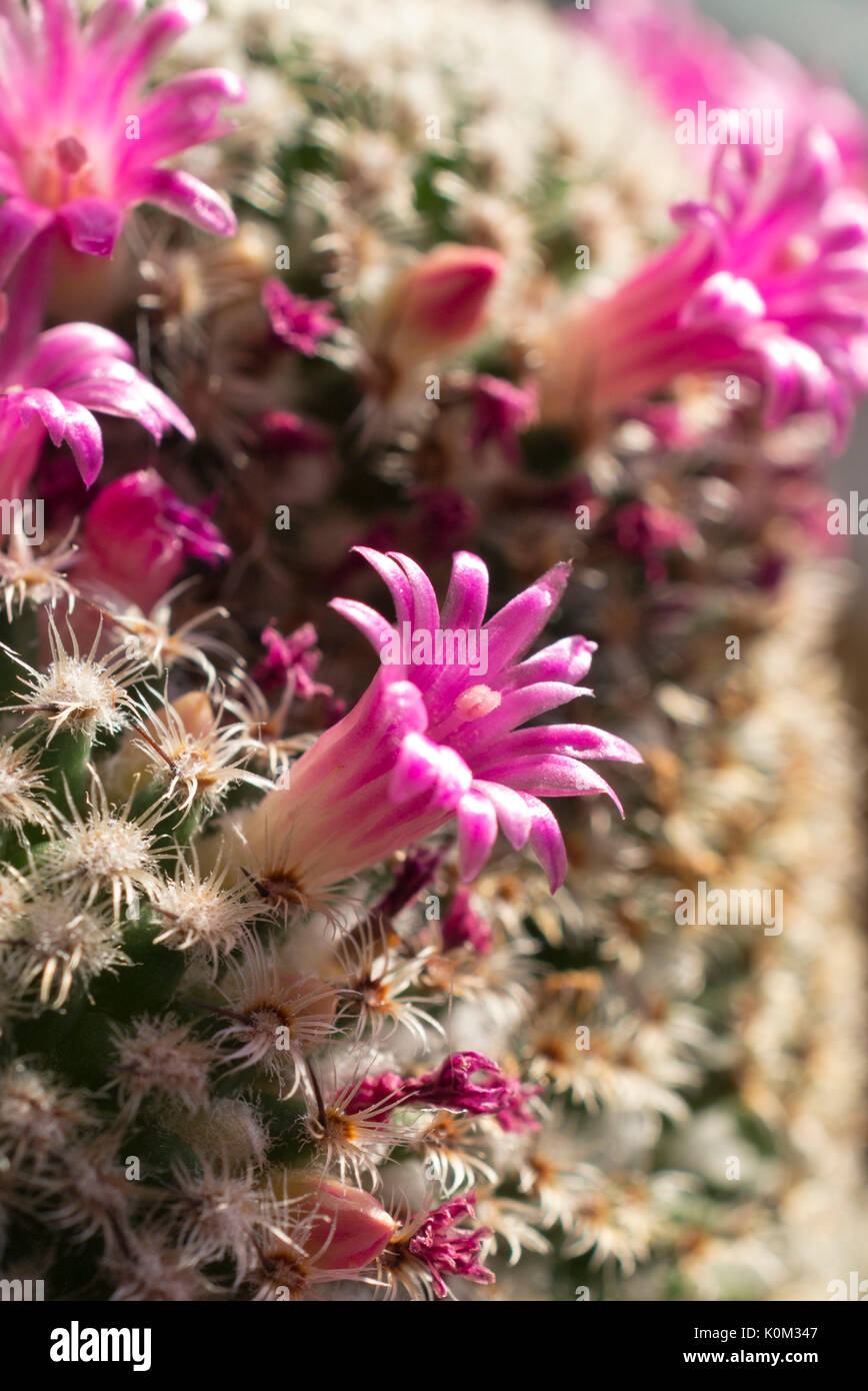 Nipple cactus (Mammillaria huitzilopochtli) Stock Photo