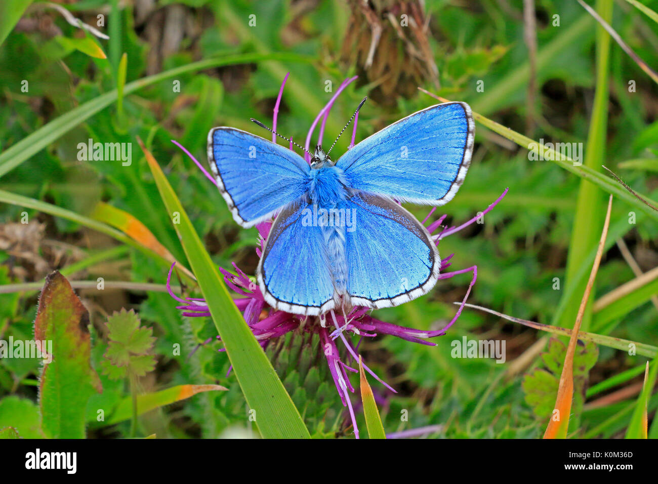 Male Adonis Blue Butterfly in the Cotswolds Stock Photo Alamy