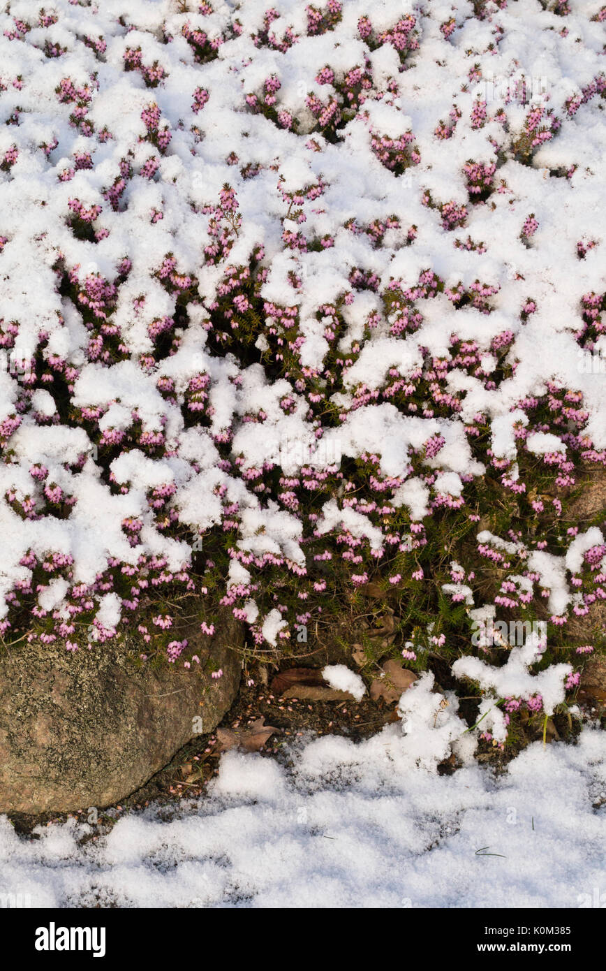 Winter heather (Erica carnea 'Winter Beauty' syn. Erica herbacea 'Winter Beauty') Stock Photo
