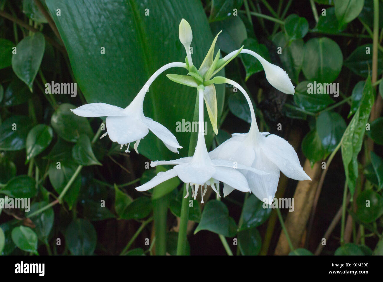 Amazon lily (Eucharis amazonica Stock Photo Alamy